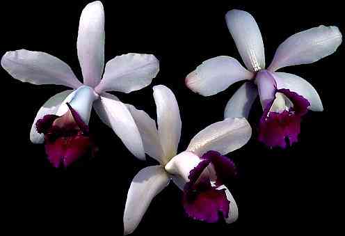 Cattleya intermedia orlata
